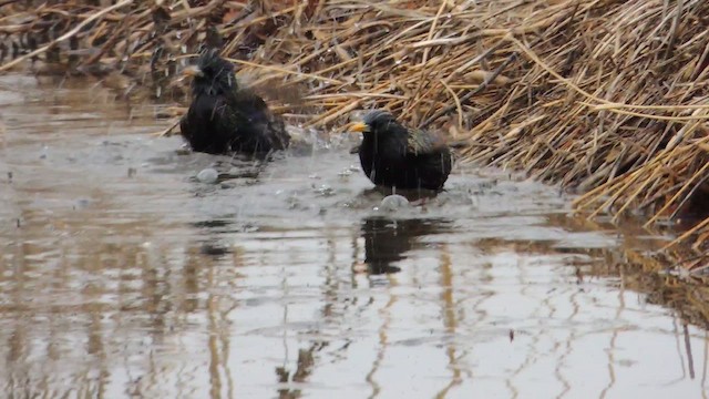 Storno - ML652114037