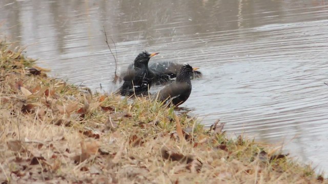 Storno - ML652114038