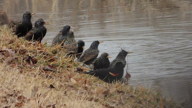 Storno - ML652114039