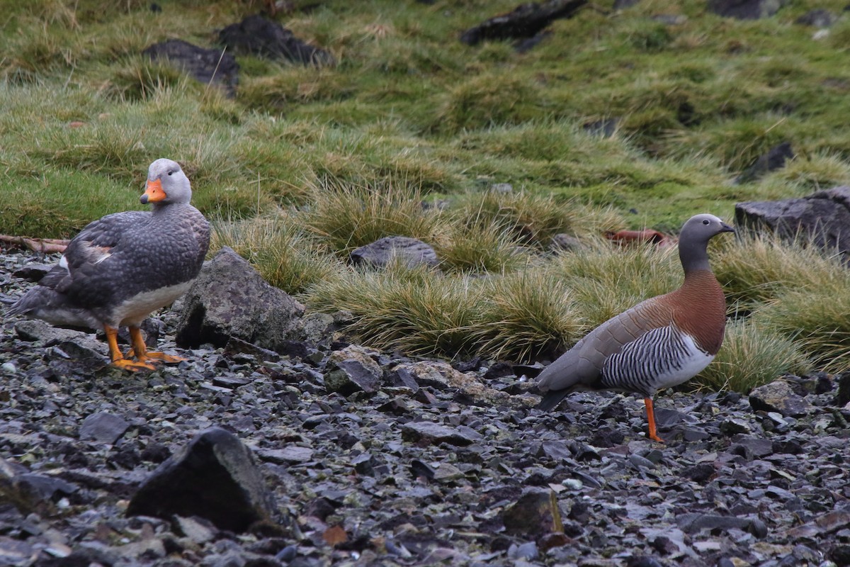 Flightless Steamer-Duck - ML652114043