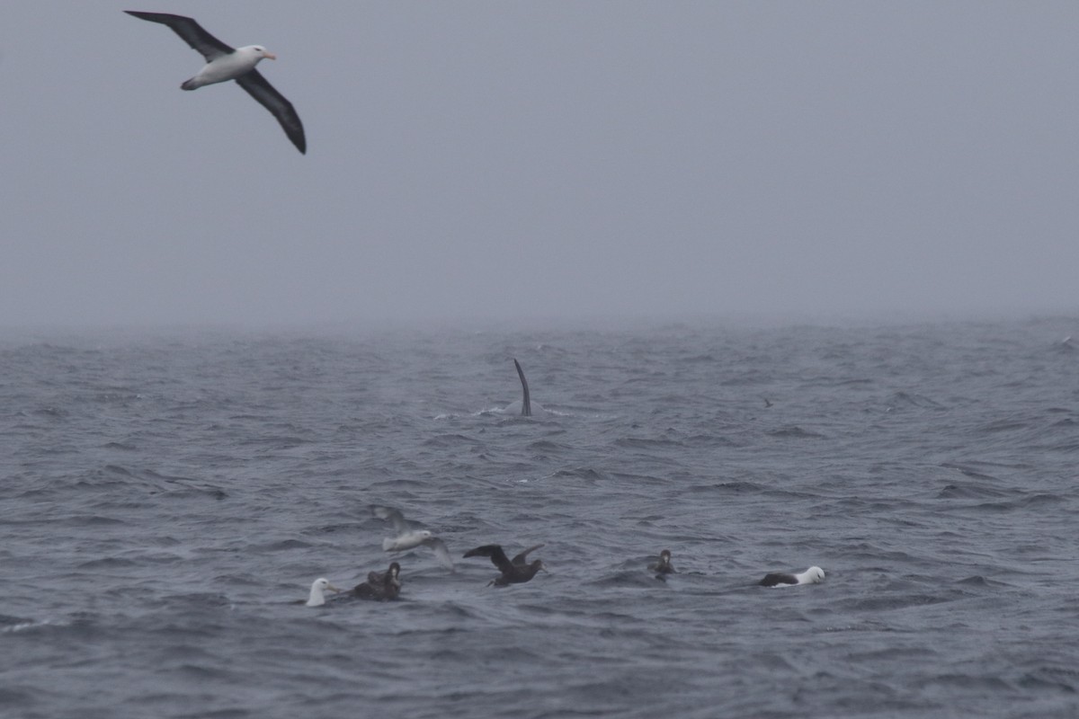 Southern Giant-Petrel - ML652114079