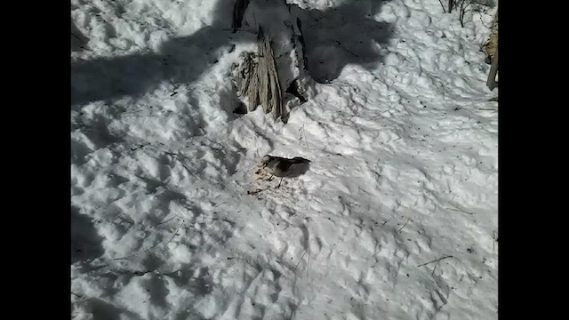 Кукша канадська [група canadensis] - ML652114720