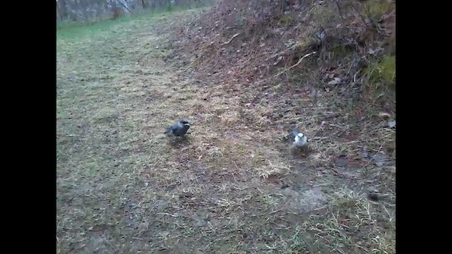 Кукша канадська [група canadensis] - ML652115047