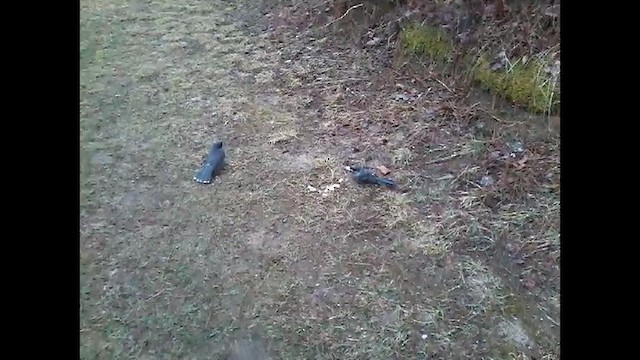 Кукша канадська [група canadensis] - ML652115262