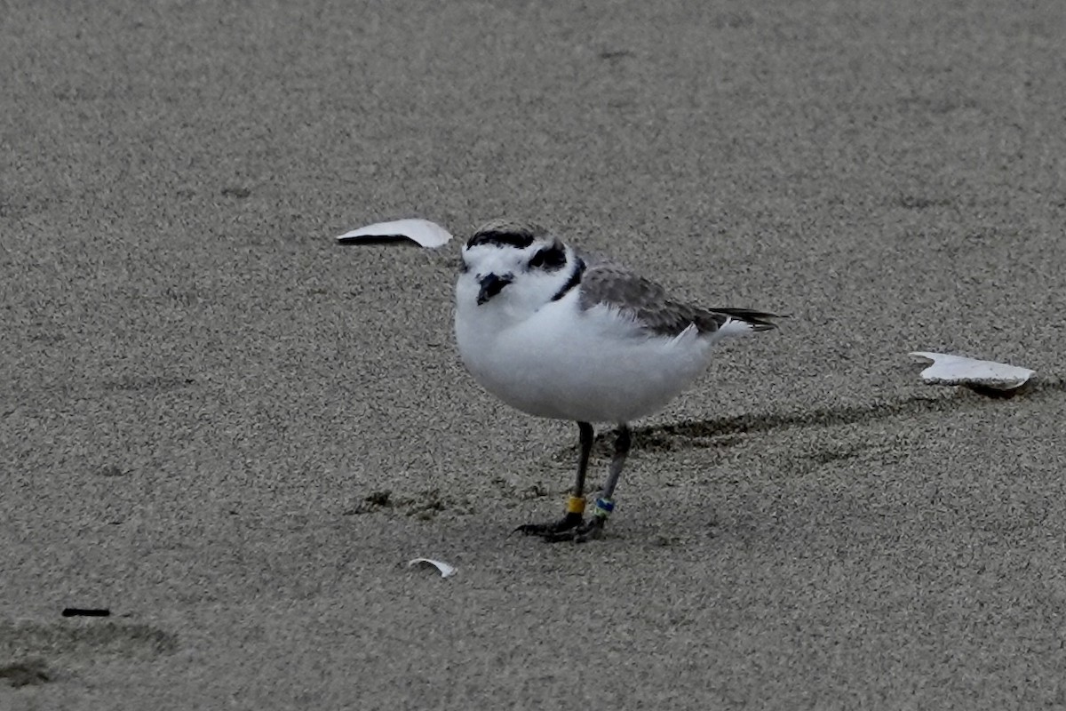 Snowy Plover - ML652115321