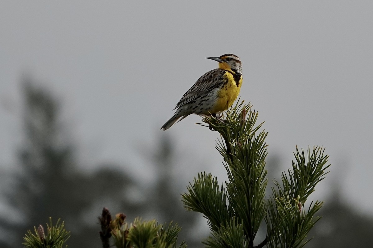 Western Meadowlark - ML652115330