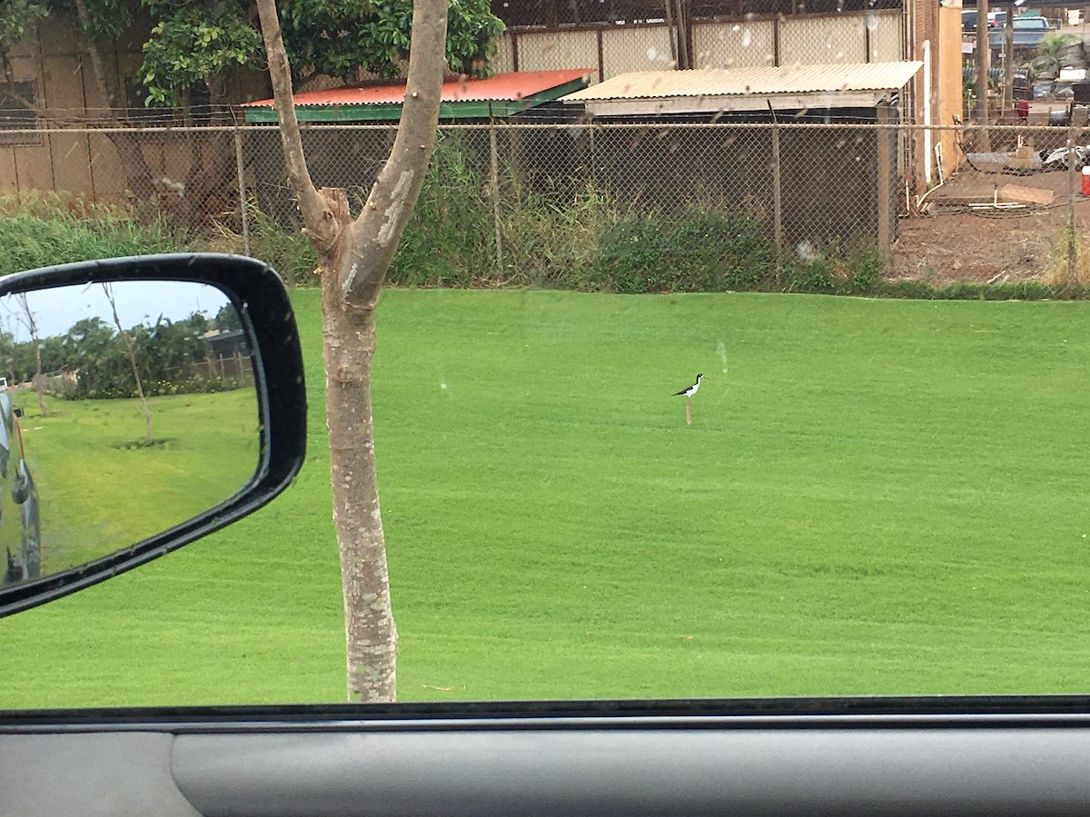 Black-necked Stilt (Hawaiian) - ML65211541