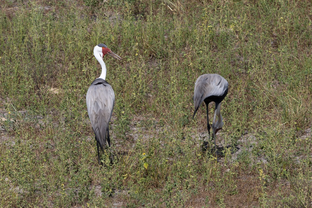 Wattled Crane - ML652115903