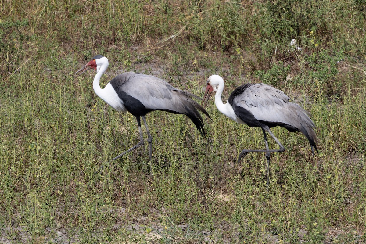 Wattled Crane - ML652115905