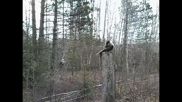 Кукша канадська [група canadensis] - ML652116167