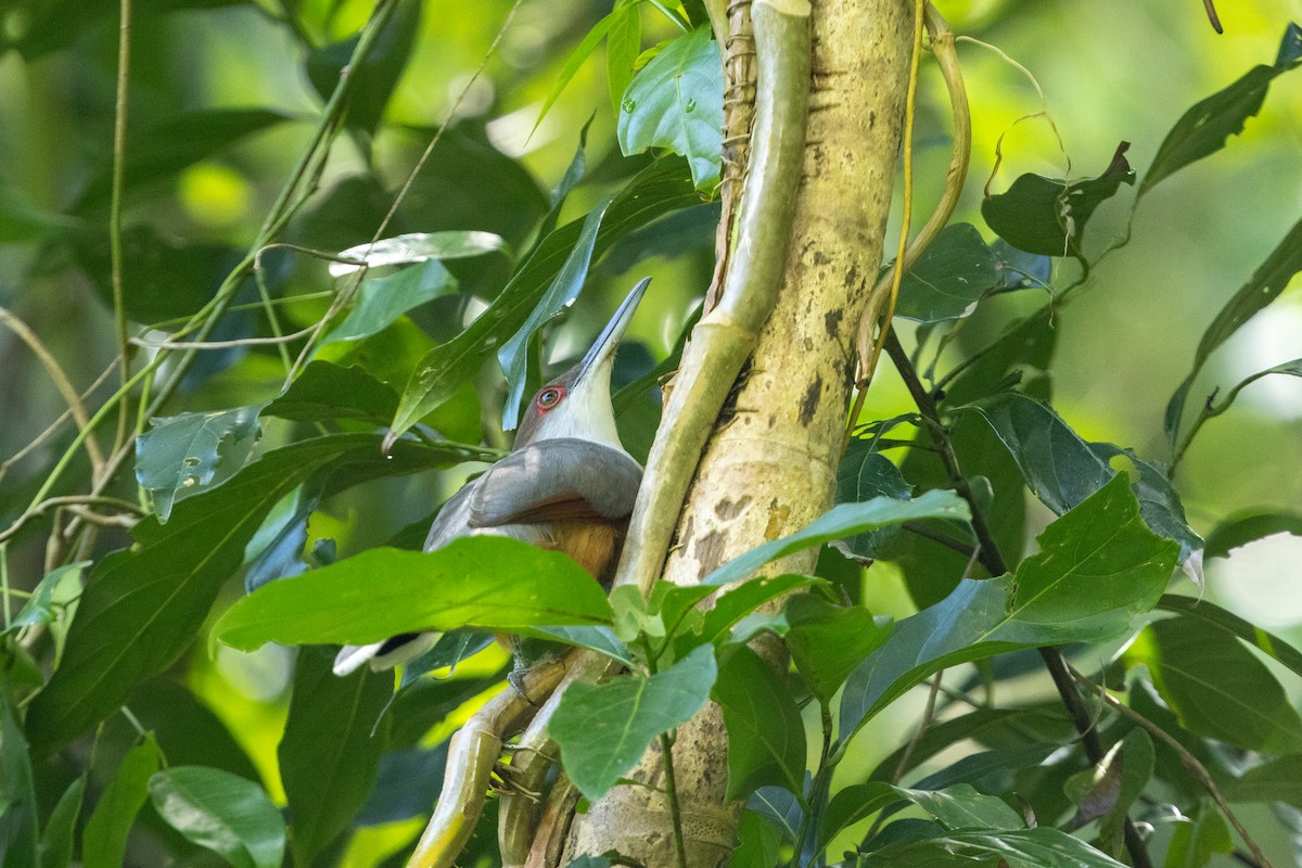 Jamaican Lizard-Cuckoo - ML652116172