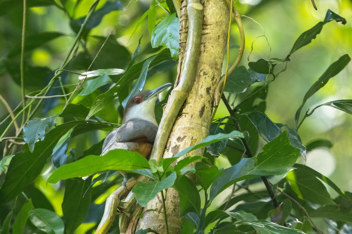Jamaican Lizard-Cuckoo - ML652116173