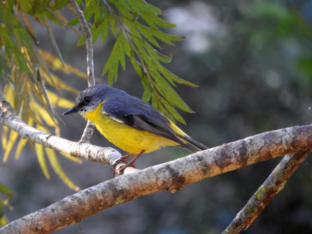 Eastern Yellow Robin - Chris Burwell