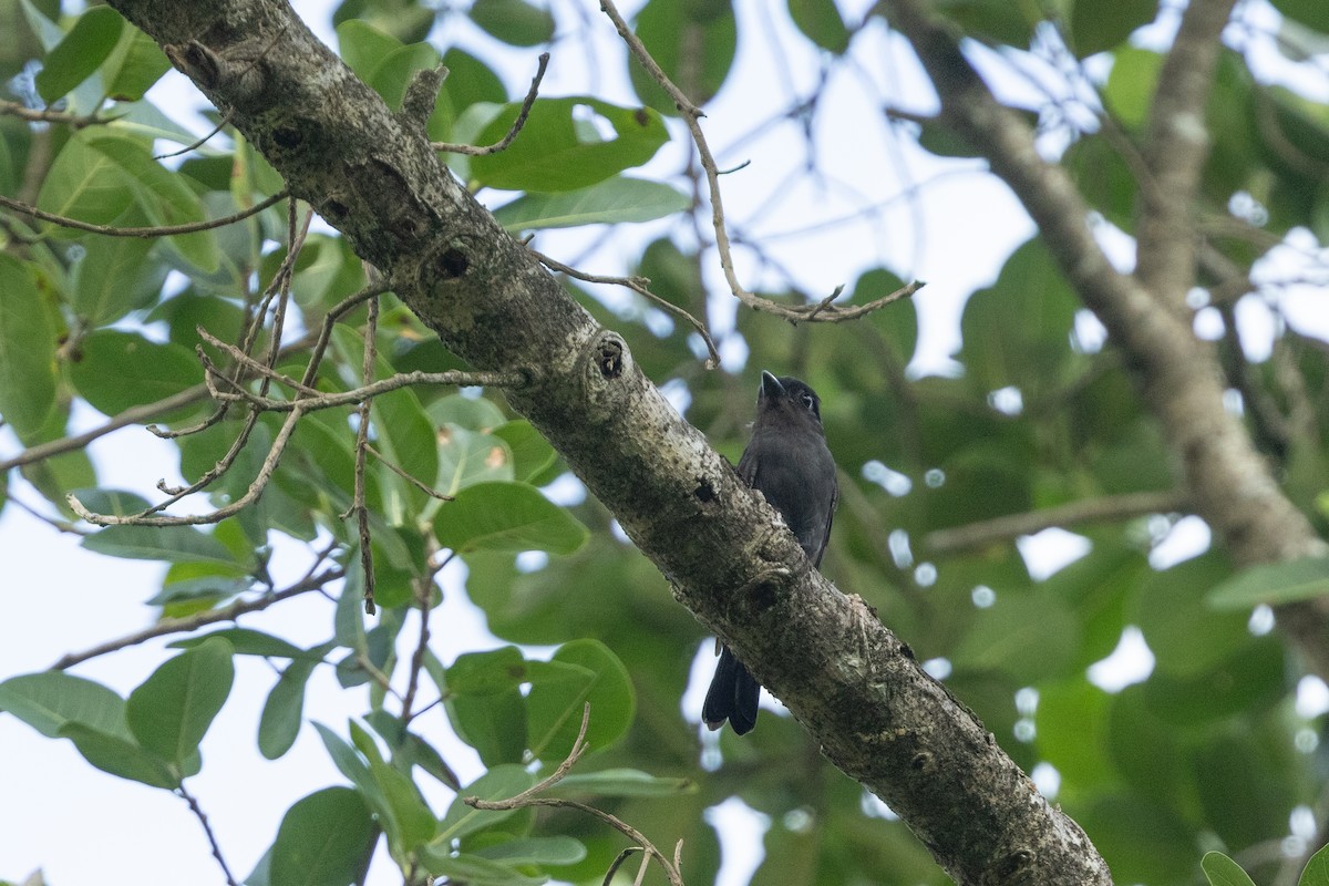 Jamaican Becard - ML652116789