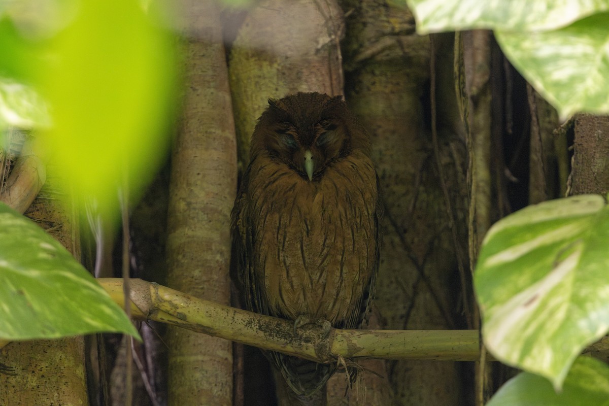 Jamaican Owl - ML652116875