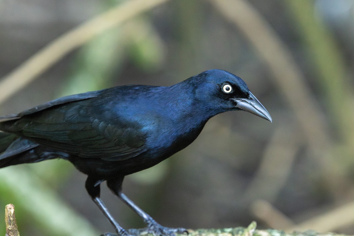 Greater Antillean Grackle - ML652116979