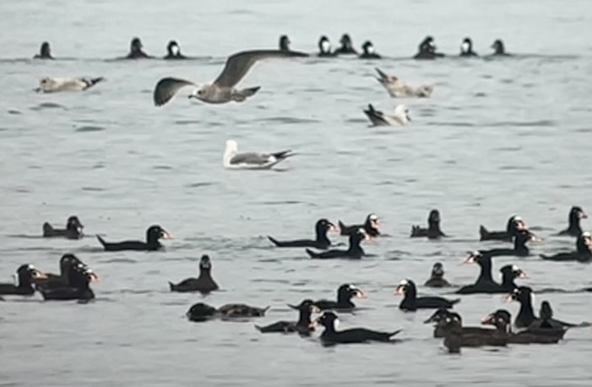 Surf Scoter - ML652117223