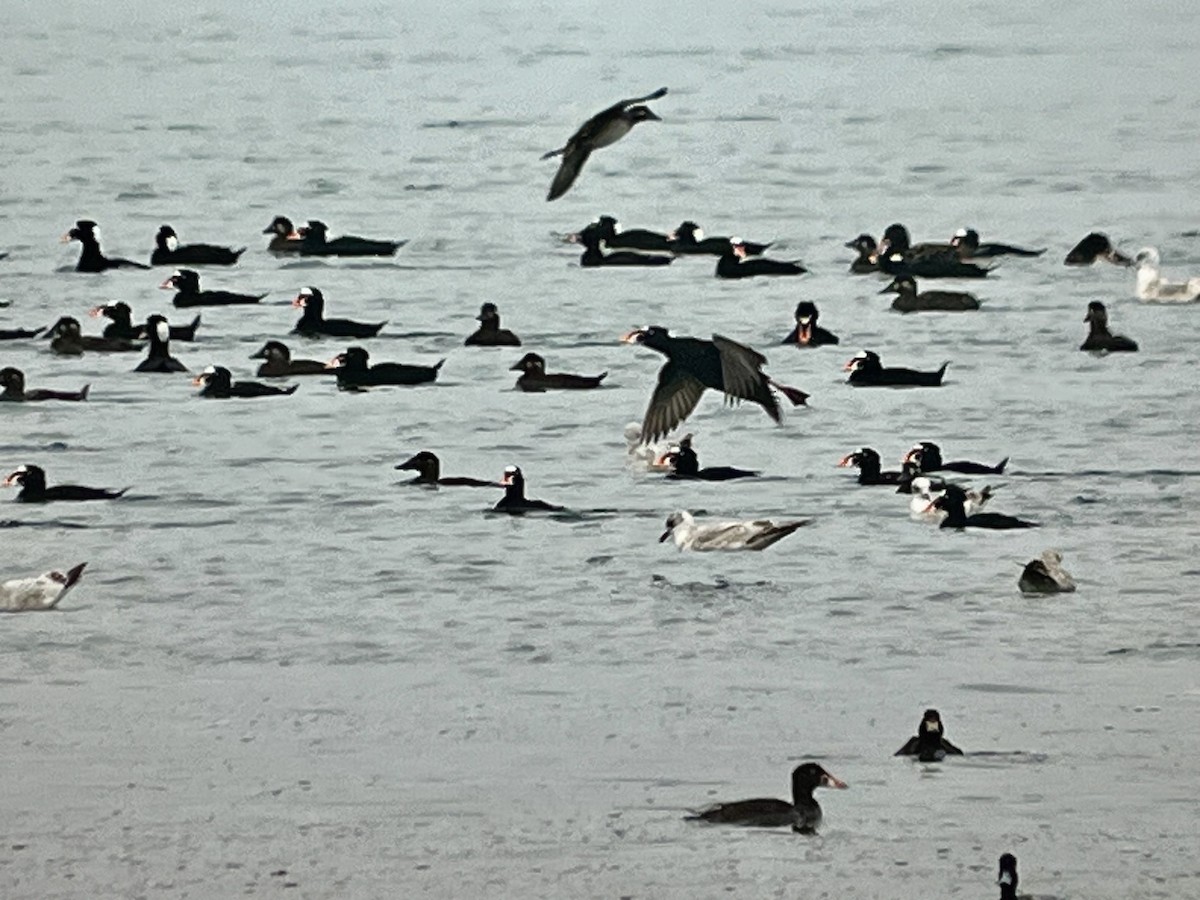 Surf Scoter - ML652117224