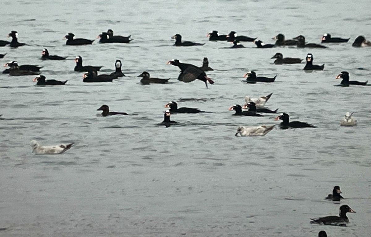 Surf Scoter - ML652117226