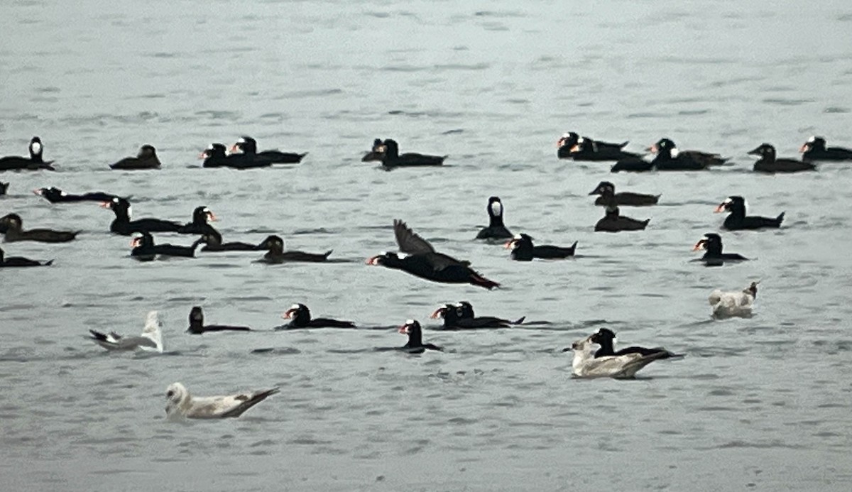 Surf Scoter - ML652117227