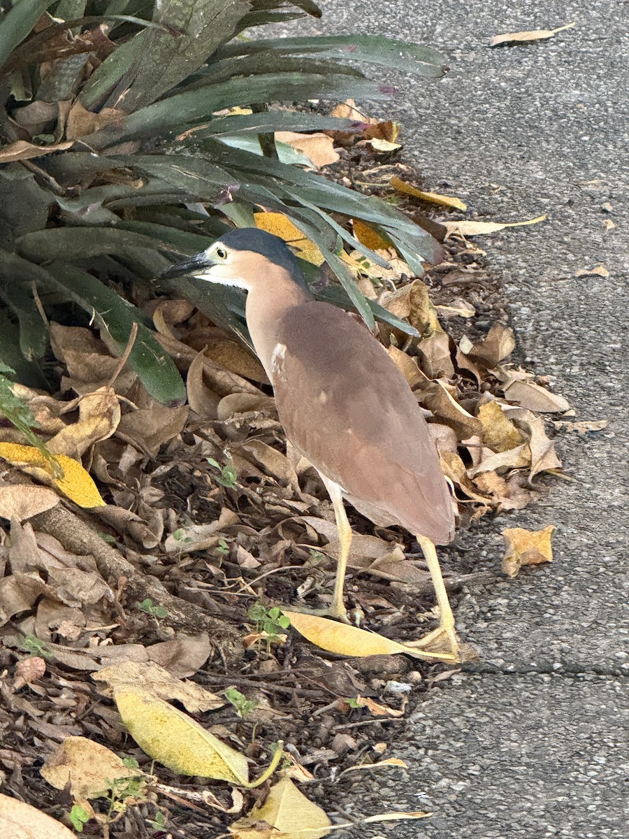 Martinete Canelo - ML652117320