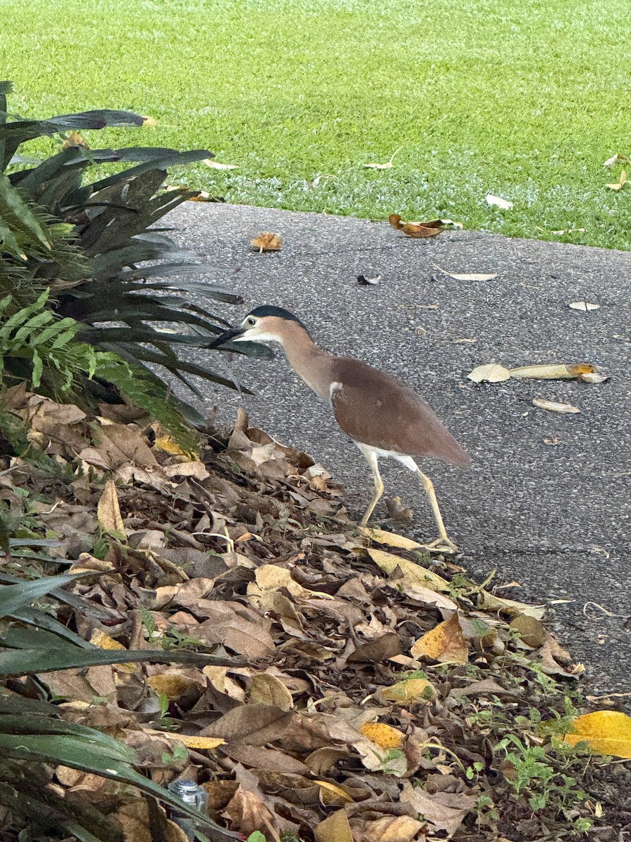 Martinete Canelo - ML652117321