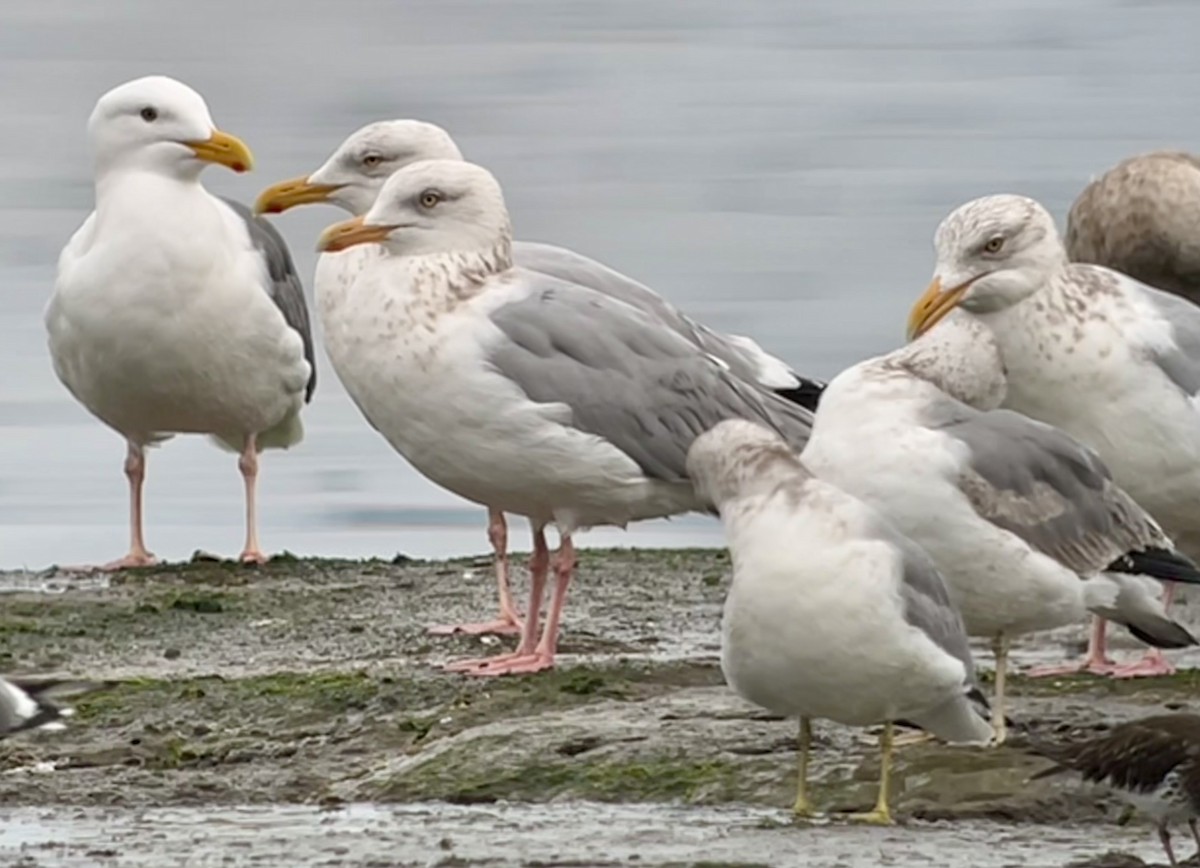 American Herring Gull - ML652117403