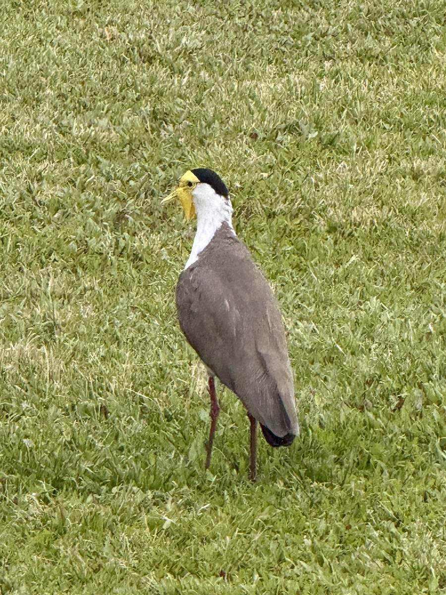 Avefría Militar - ML652117507