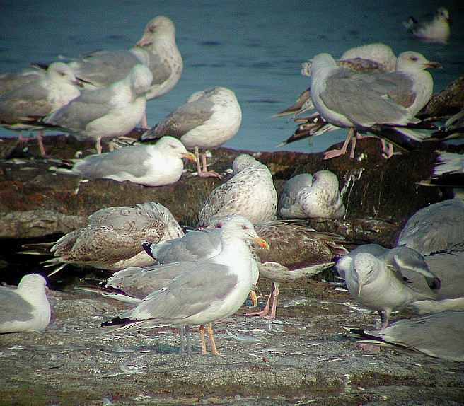 racek stříbřitý (ssp. argentatus/argenteus) - ML65211771