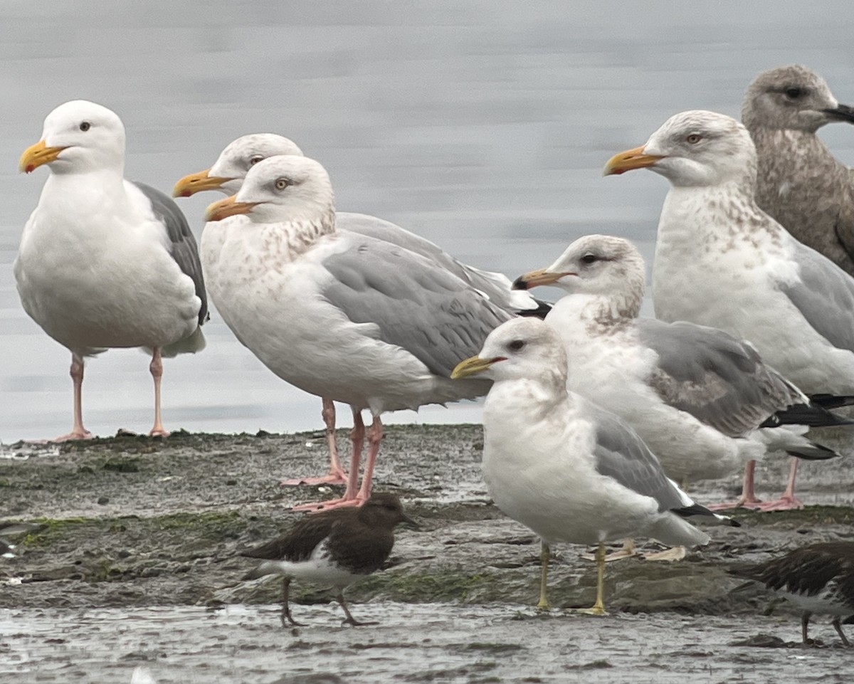 American Herring Gull - ML652117712