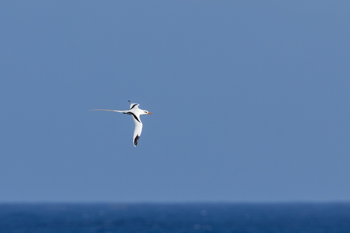 White-tailed Tropicbird - ML652117767