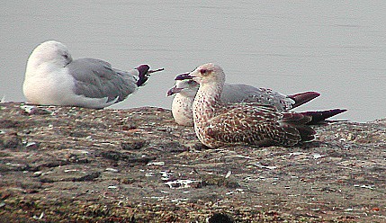 Lesser Black-backed Gull - ML65211781