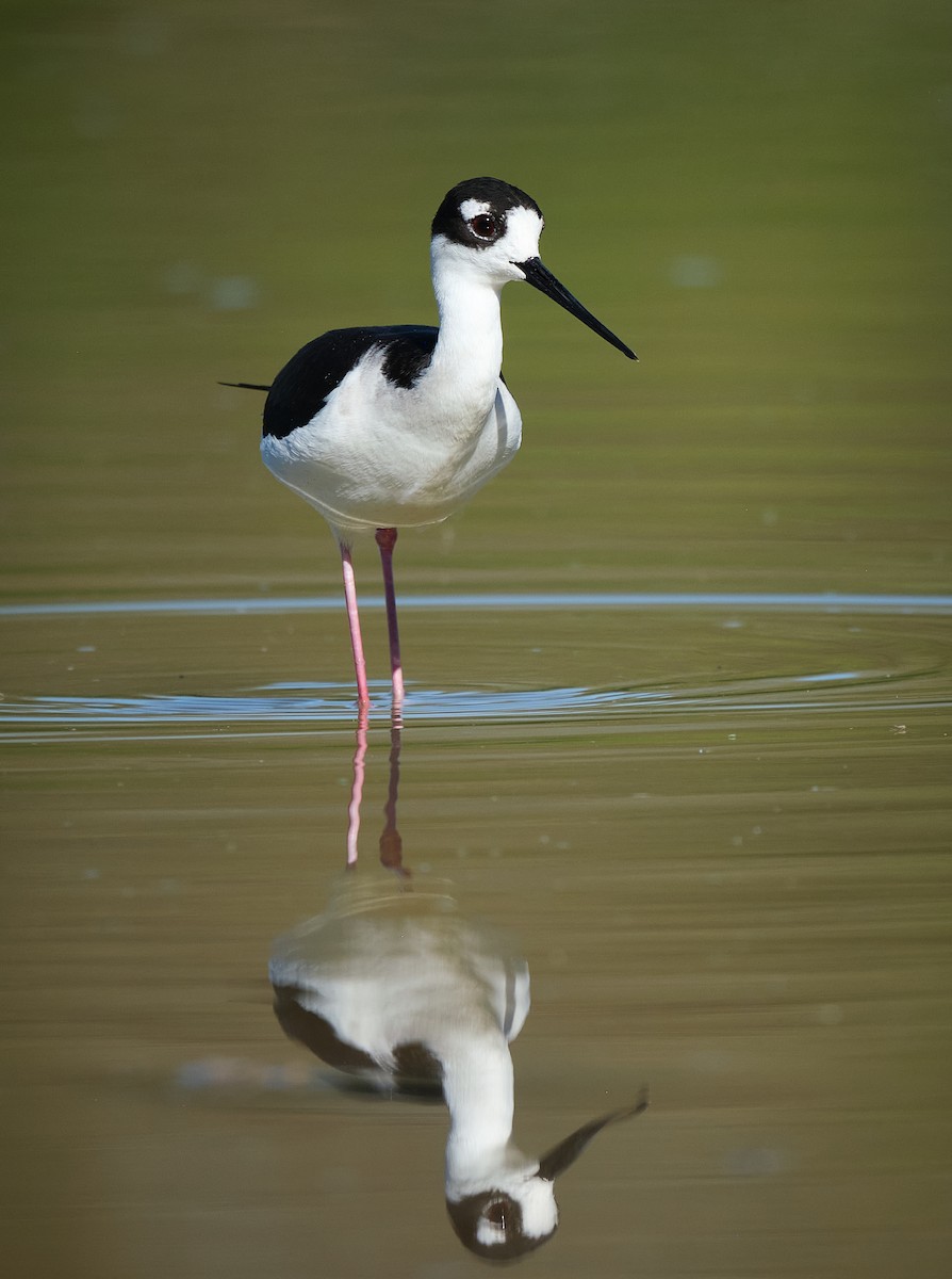 Échasse d'Amérique - ML652117861