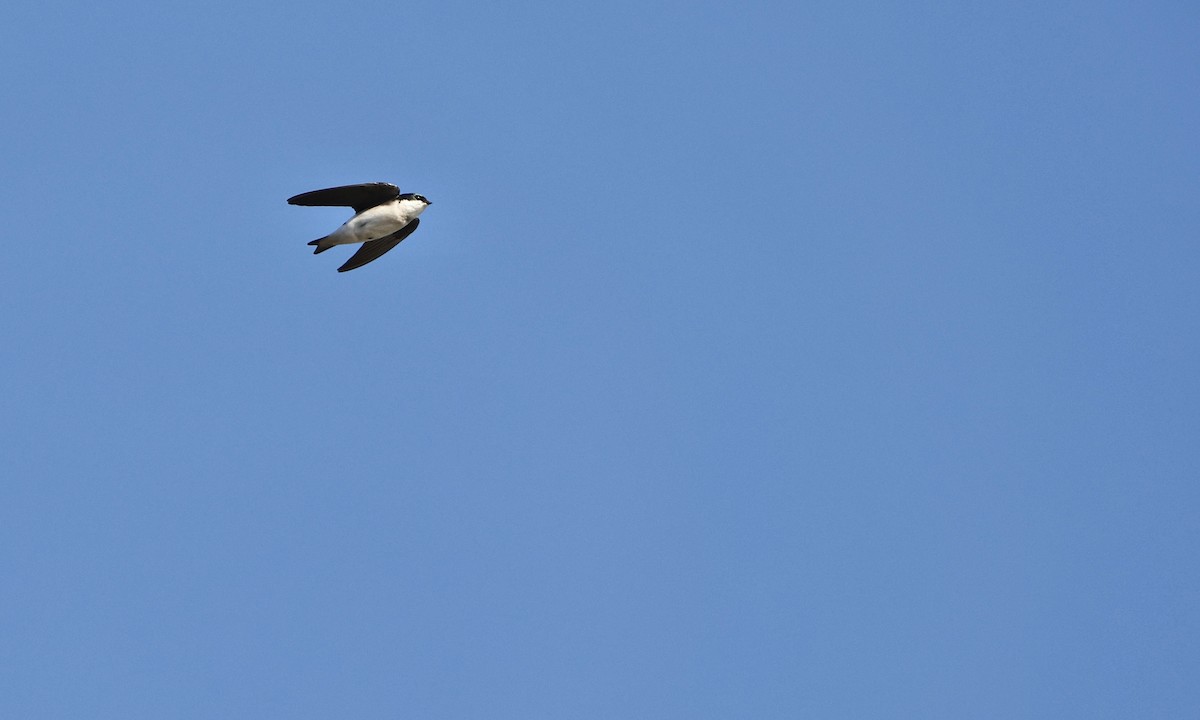 Tree Swallow - ML652117862