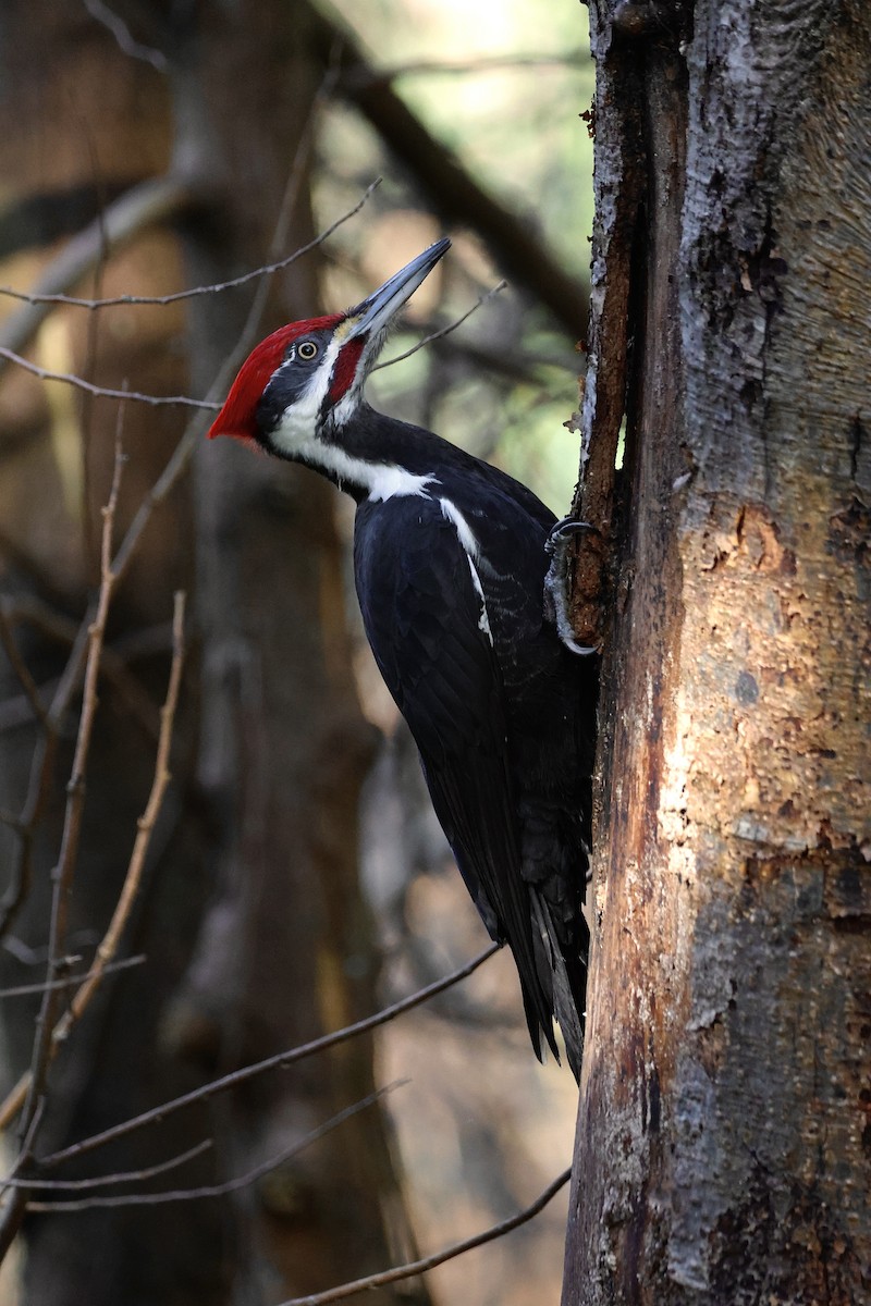 Pileated Woodpecker - ML652117877