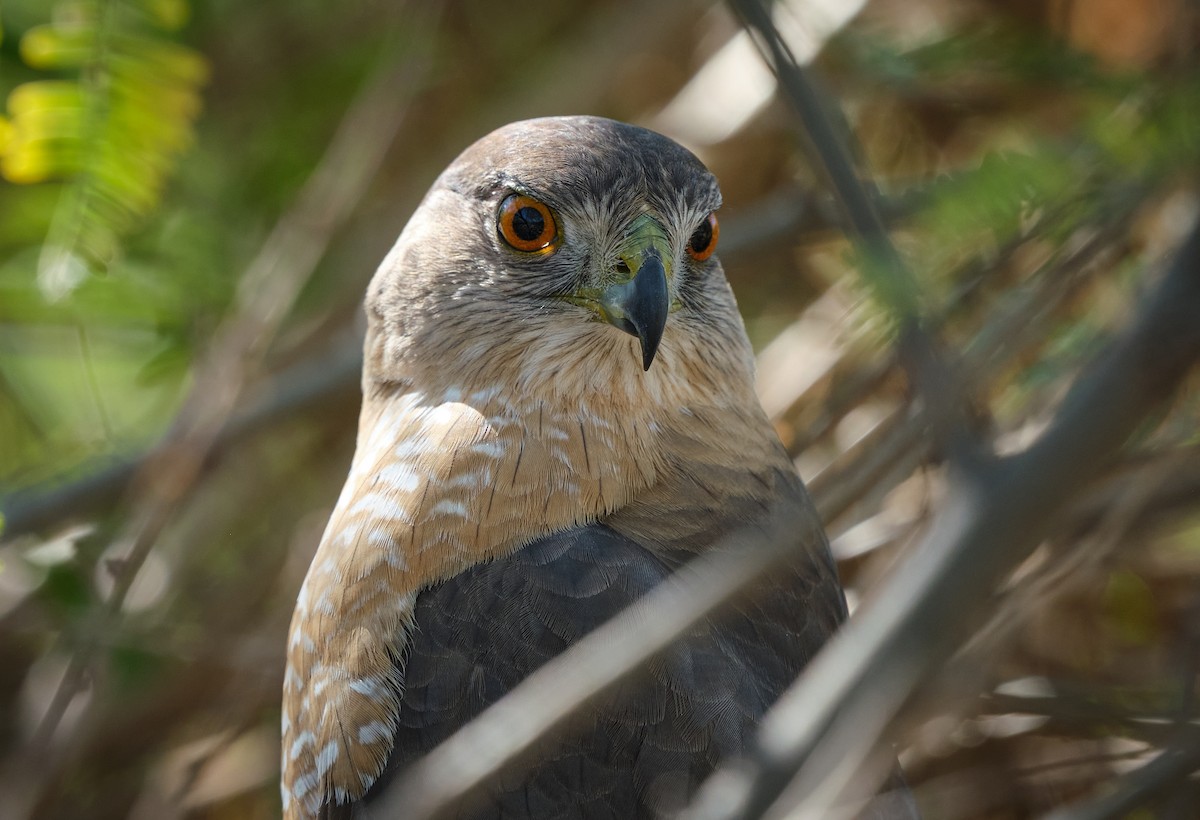 Épervier de Cooper - ML652117900