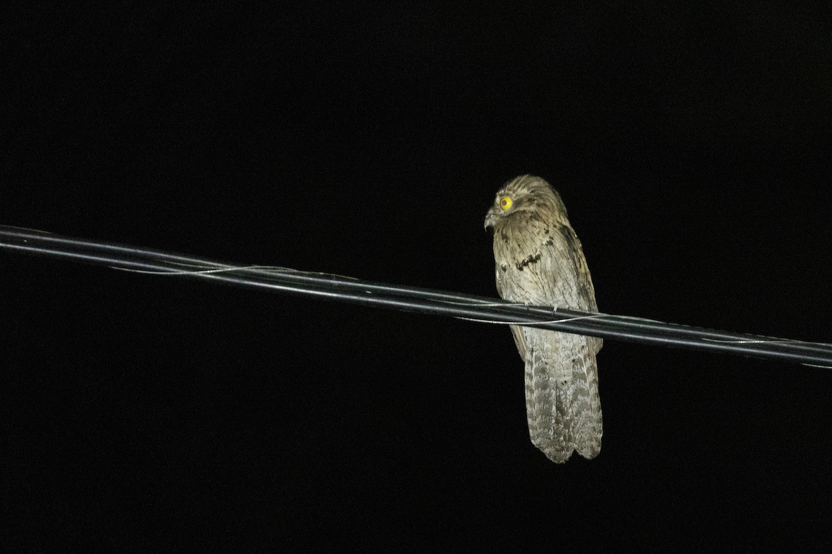 Northern Potoo (Caribbean) - ML652117906