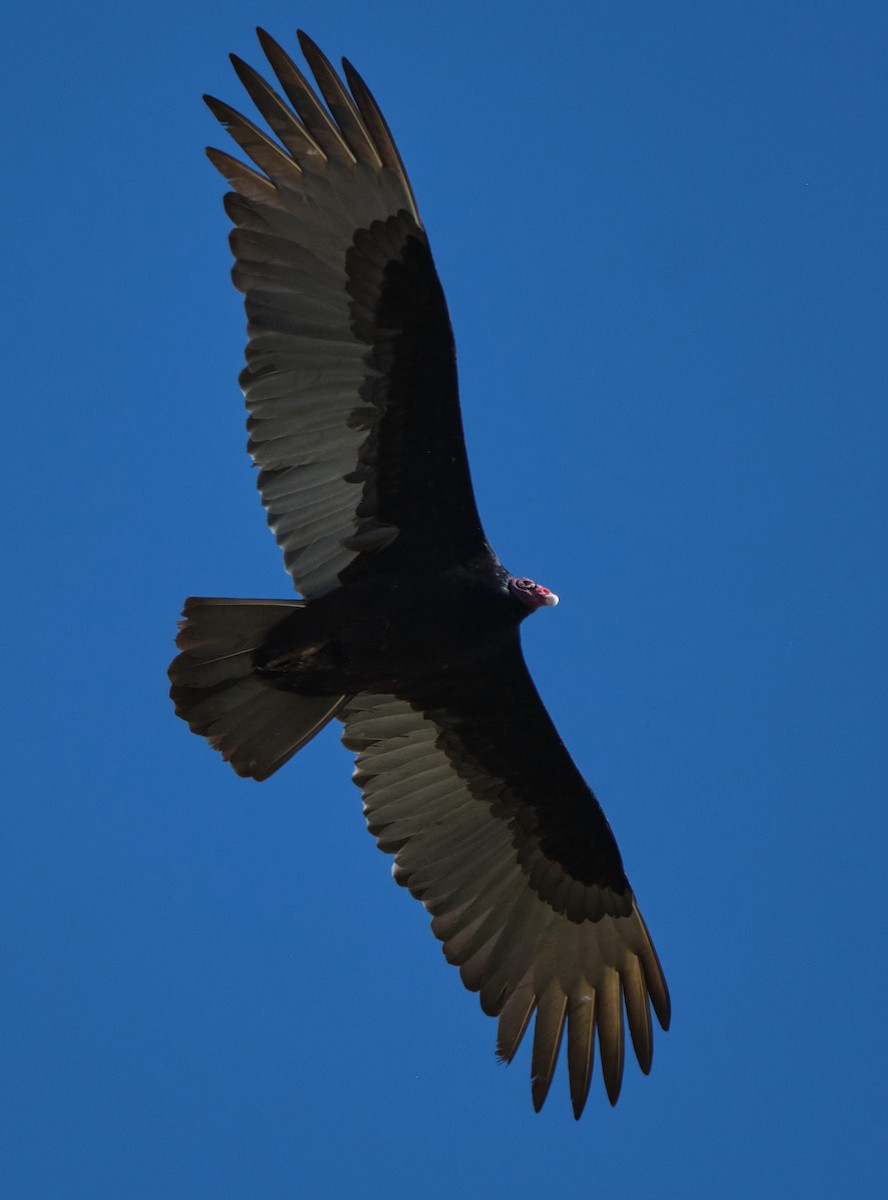 Urubu à tête rouge - ML652117919