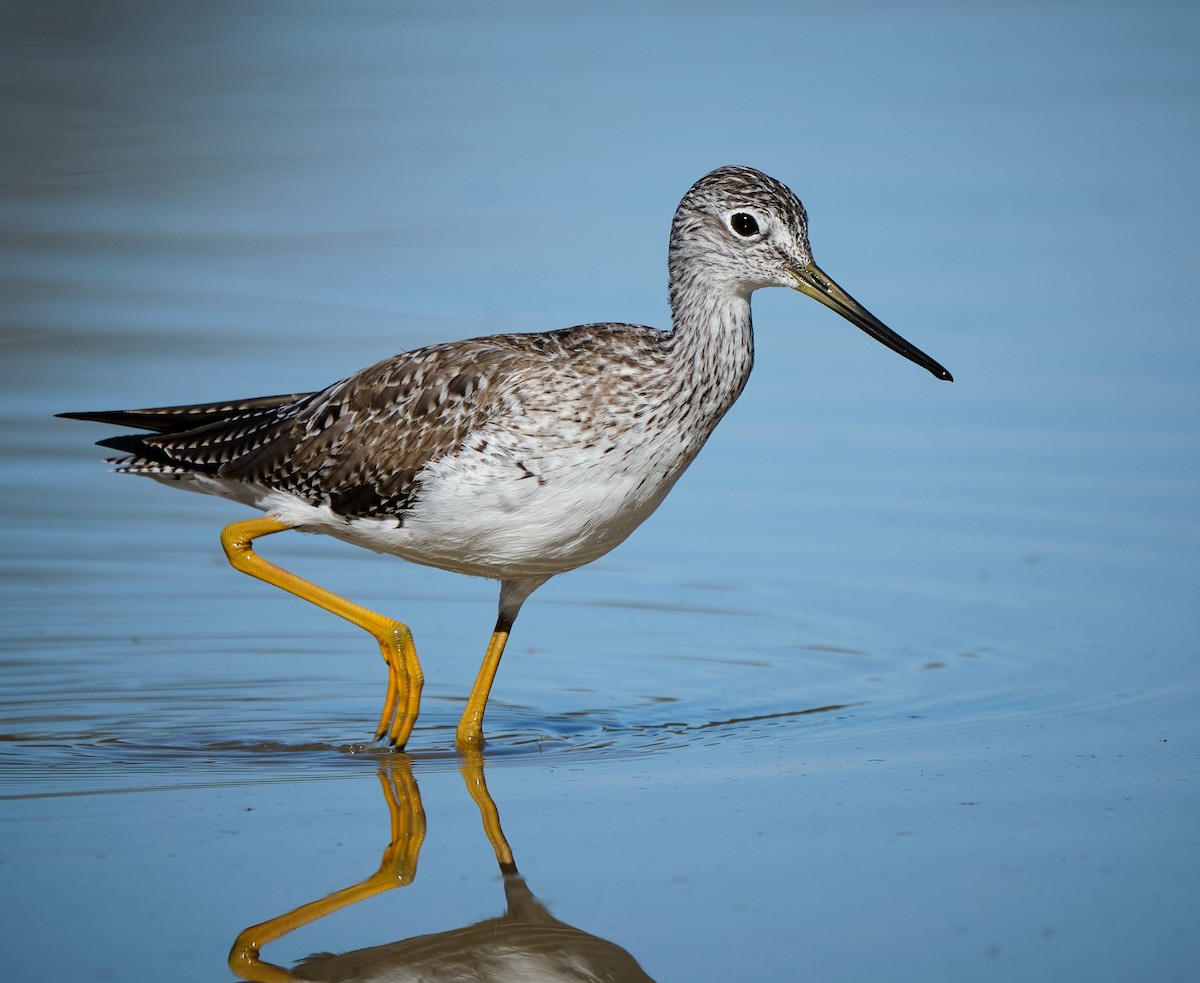 Grand Chevalier - ML652117948