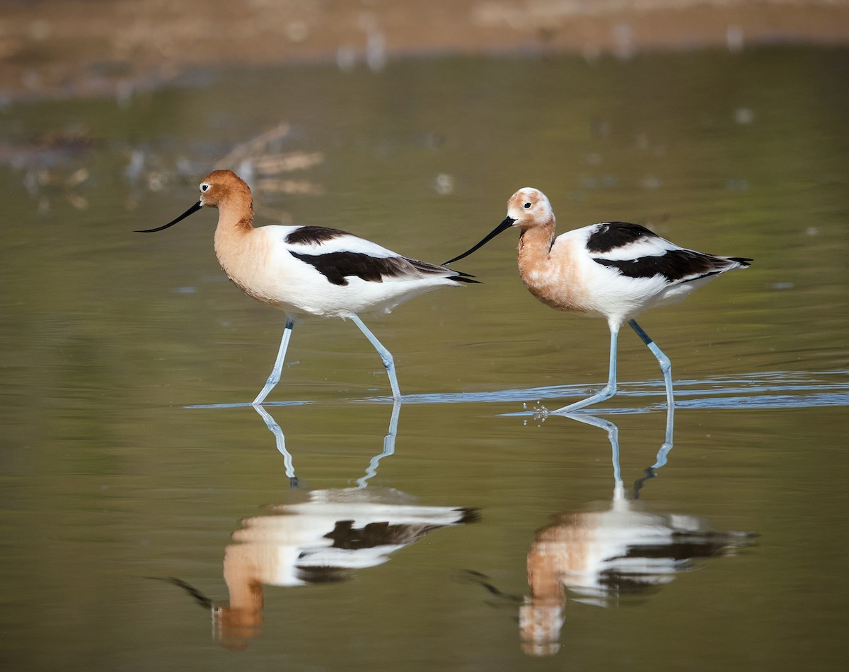 Avocette d'Amérique - ML652117956