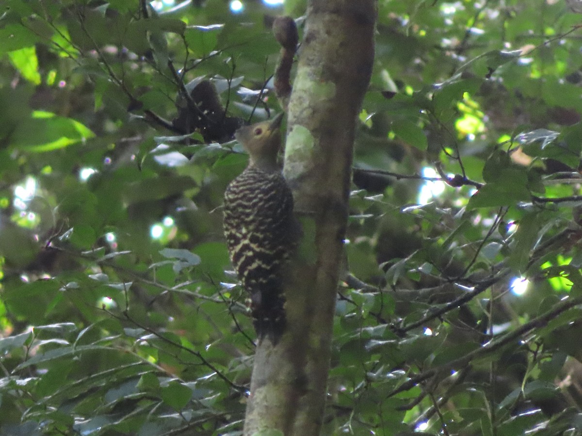 ヒメカレハゲラ - ML652117999