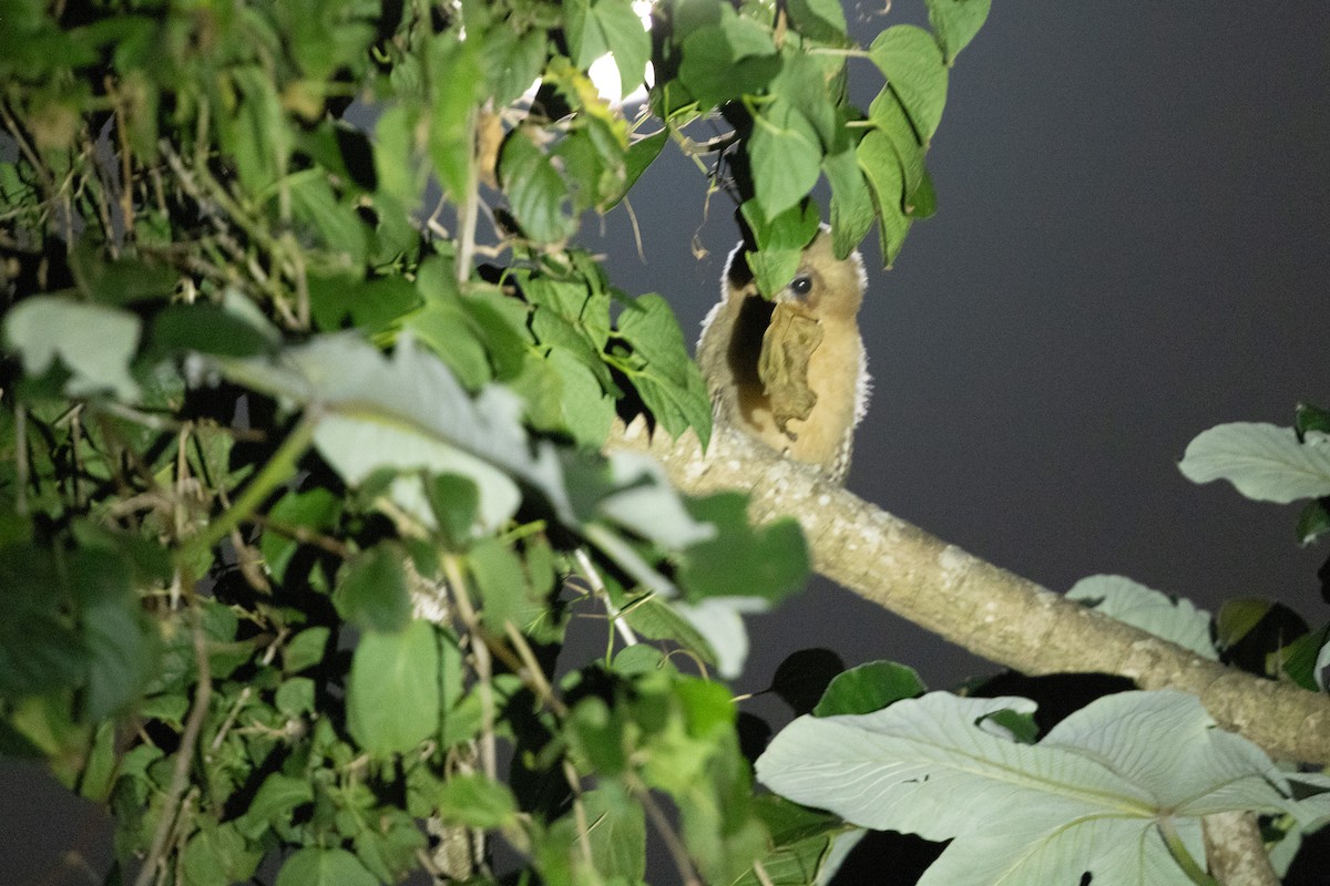 Jamaican Owl - ML652118002