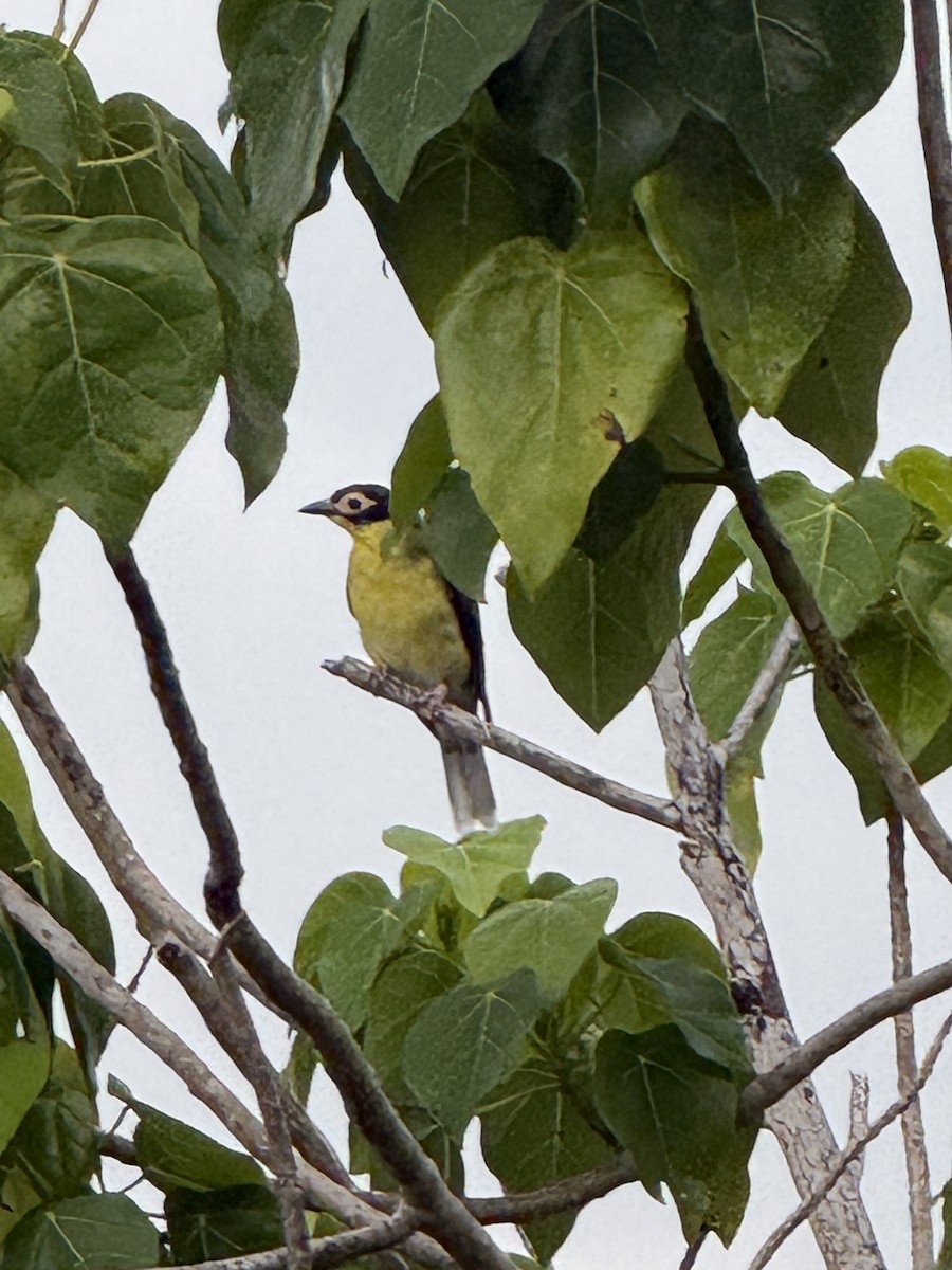 Papafigos de Vieillot - ML652118035