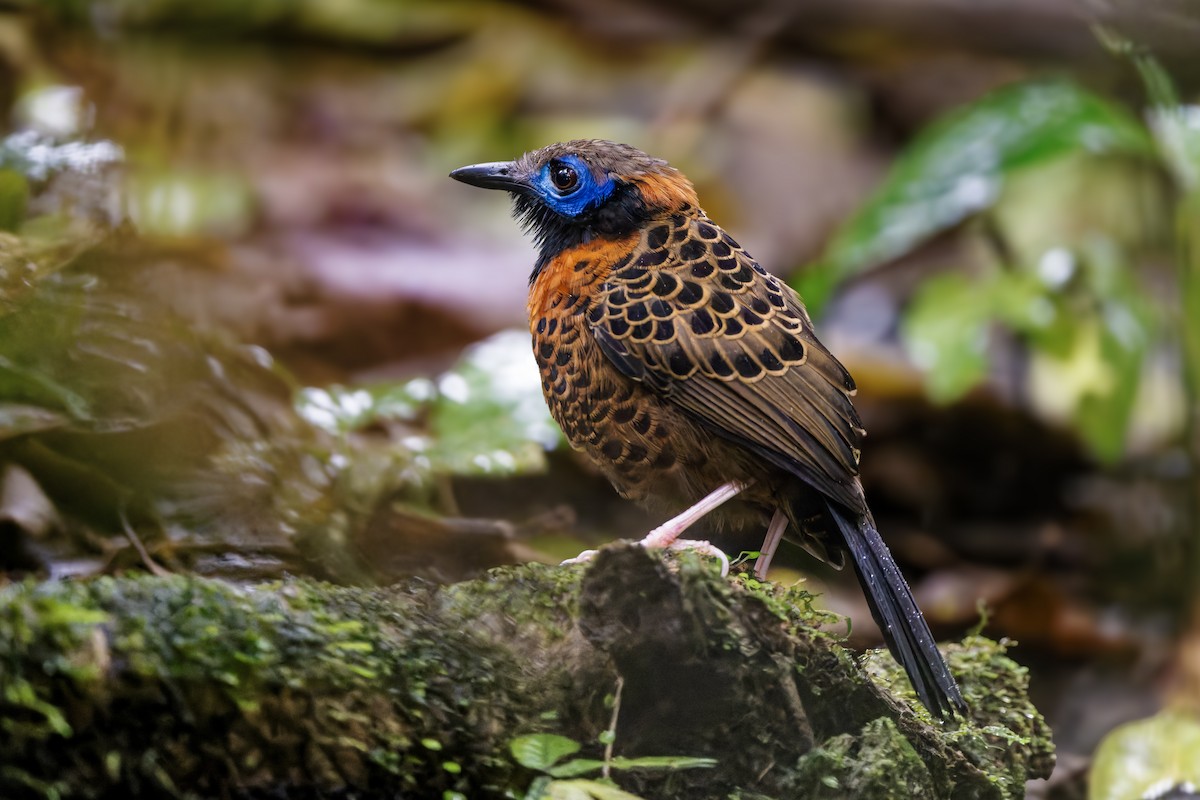 Ocellated Antbird - ML652118350
