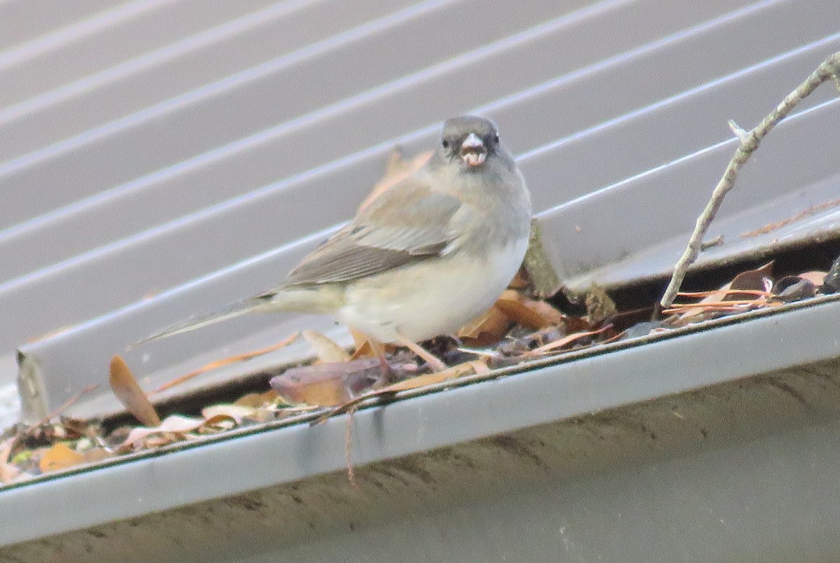 Dark-eyed Junco (Slate-colored) - ML652118431