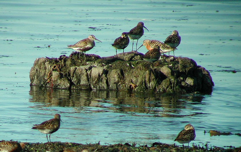 Dunlin - ML65211871