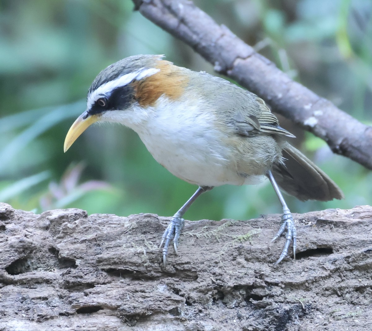 White-browed Scimitar-Babbler - ML652118759