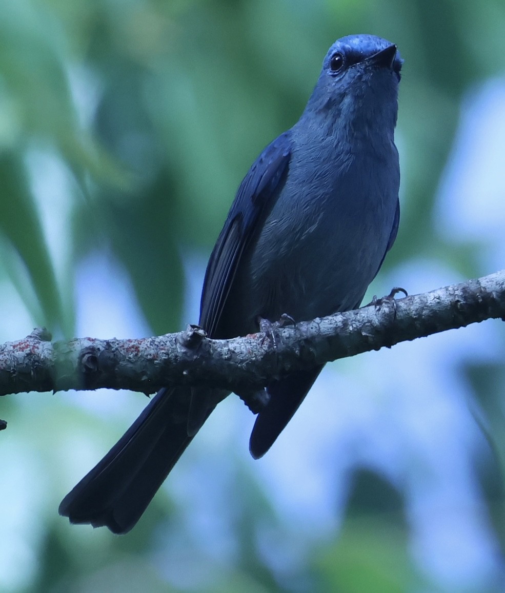Pale Blue Flycatcher - ML652118792
