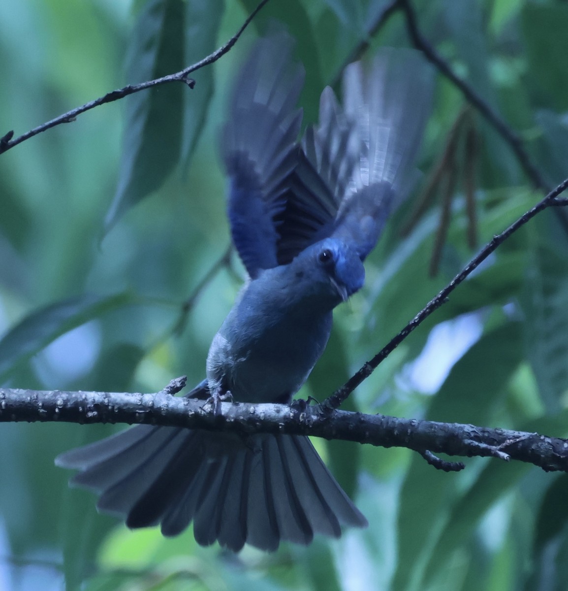Pale Blue Flycatcher - ML652118793