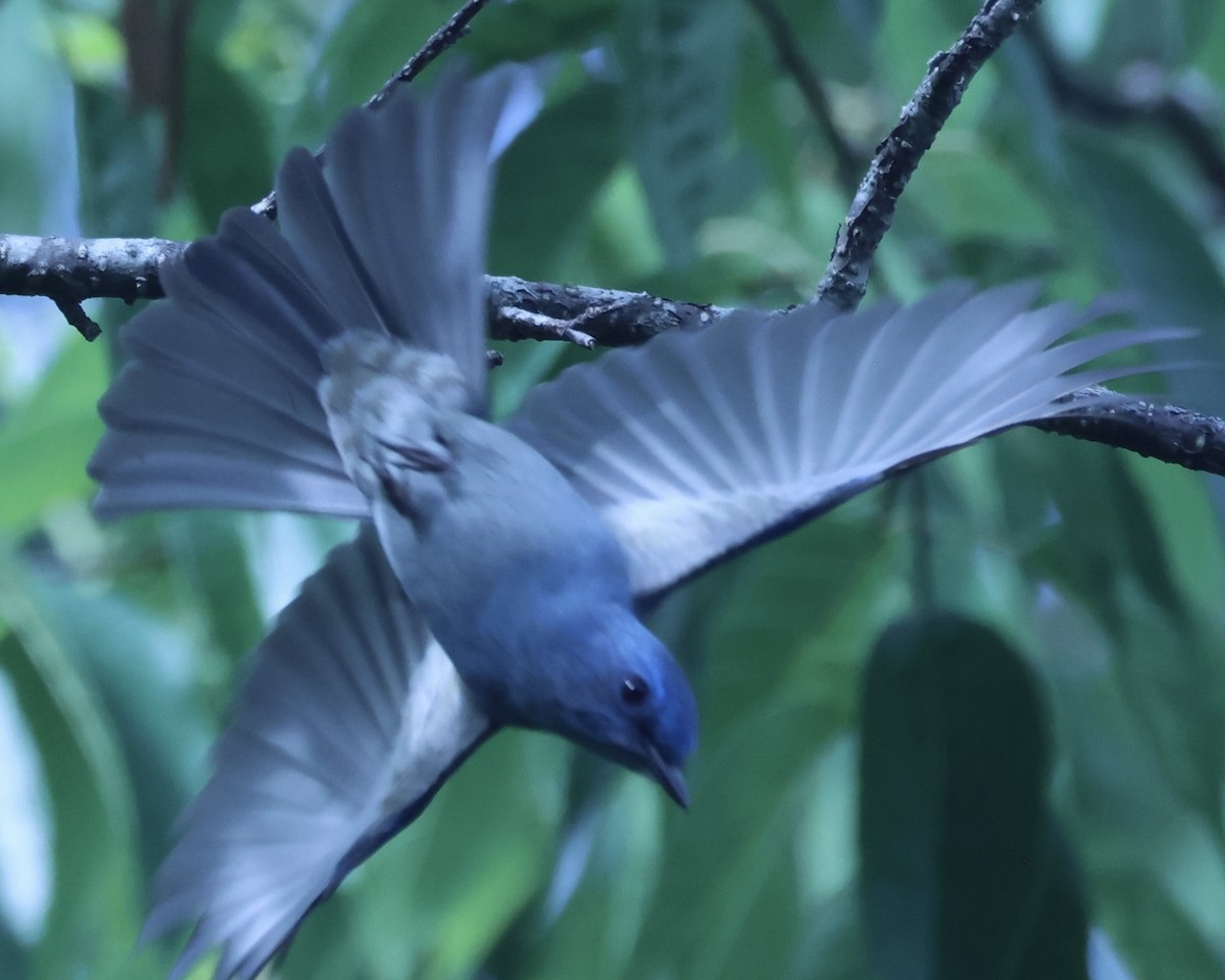 Pale Blue Flycatcher - ML652118794